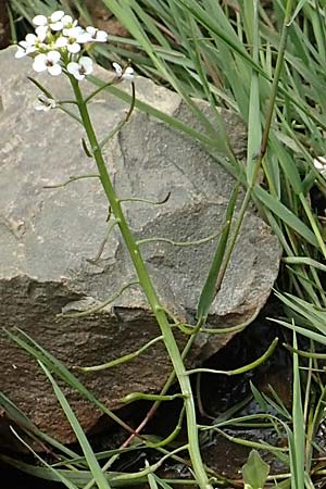 Nasturtium officinale \ Echte Brunnenkresse / Water Cress, D Waltrop 14.6.2018