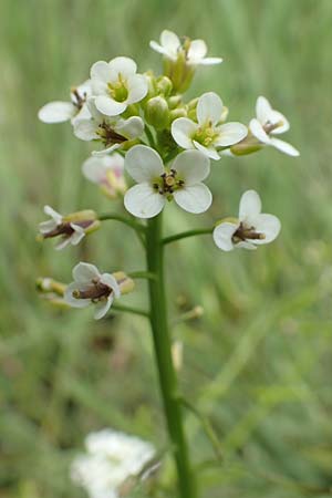 Nasturtium officinale \ Echte Brunnenkresse / Water Cress, D Waltrop 14.6.2018