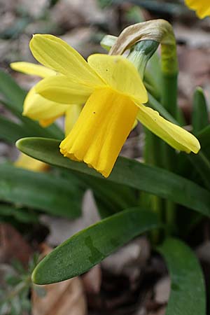 Narcissus x cyclazetta, Daffodil tete-a-tete