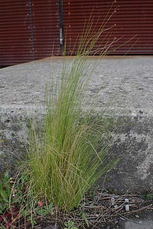 Nassella tenuissima \ Mexikanisches Federgras, Engelhaar / Mexican Feather Grass, D Mannheim 22.5.2021