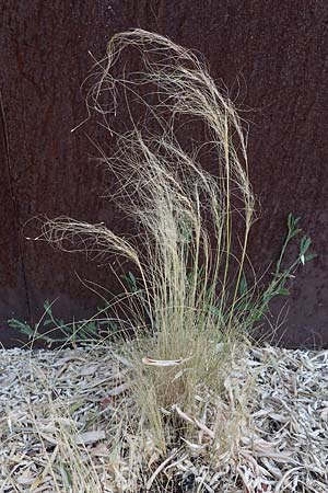 Nassella tenuissima \ Mexikanisches Federgras, Engelhaar / Mexican Feather Grass, D Mannheim 19.6.2021