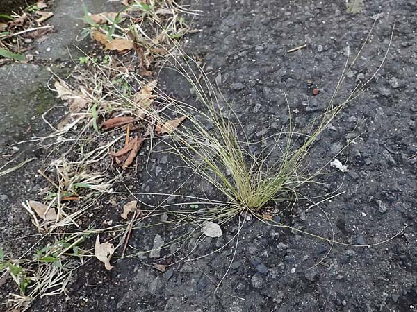 Nassella tenuissima \ Mexikanisches Federgras, Engelhaar / Mexican Feather Grass, D Mannheim 14.9.2025