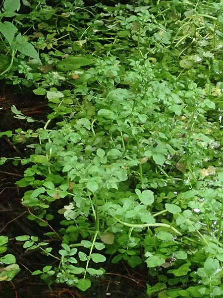 Nasturtium officinale \ Echte Brunnenkresse / Water Cress, D Almequellen bei/near Brilon 15.6.2018