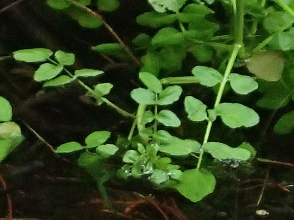 Nasturtium officinale \ Echte Brunnenkresse / Water Cress, D Almequellen bei/near Brilon 15.6.2018