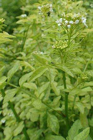 Nasturtium officinale \ Echte Brunnenkresse / Water Cress, D Almequellen bei/near Brilon 15.6.2018