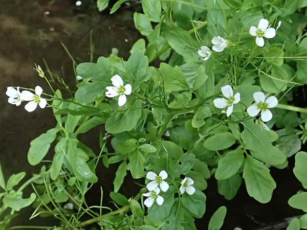 Cardamine amara \ Bitteres Schaumkraut, D Burgau 24.5.2025