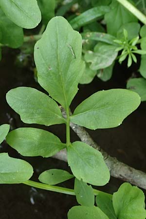 Cardamine amara \ Bitteres Schaumkraut, D Burgau 24.5.2025