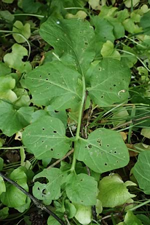 Cardamine amara \ Bitteres Schaumkraut, D Burgau 24.5.2025