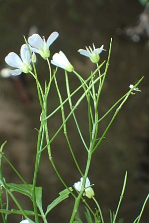 Cardamine amara \ Bitteres Schaumkraut, D Burgau 24.5.2025