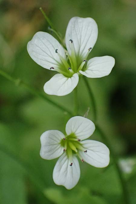 Cardamine amara \ Bitteres Schaumkraut, D Burgau 24.5.2025