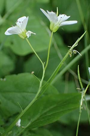 Cardamine amara \ Bitteres Schaumkraut, D Burgau 24.5.2025