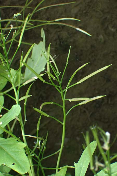 Cardamine amara \ Bitteres Schaumkraut, D Burgau 24.5.2025