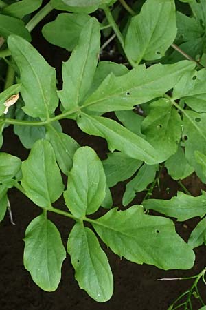 Cardamine amara \ Bitteres Schaumkraut, D Burgau 24.5.2025