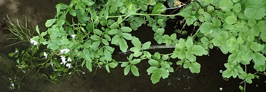 Cardamine amara \ Bitteres Schaumkraut, D Burgau 24.5.2025
