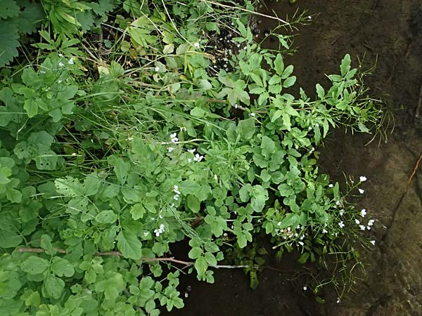 Cardamine amara \ Bitteres Schaumkraut, D Burgau 24.5.2025