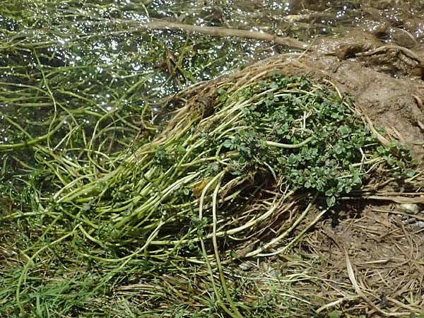 Nasturtium microphyllum \ Einreihige Brunnenkresse, Kleinbl�ttrige Brunnenkresse / One-Row Water Cress, Narrow-Fruited Water Cress, D Garching an der Alz 10.8.2025