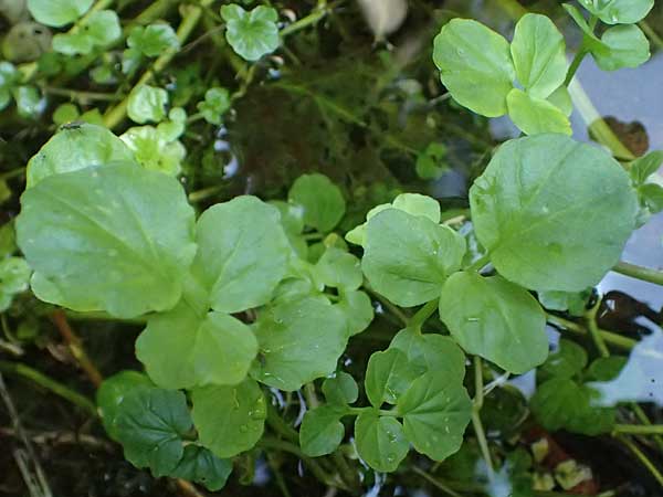Nasturtium microphyllum \ Einreihige Brunnenkresse, Kleinbl�ttrige Brunnenkresse / One-Row Water Cress, Narrow-Fruited Water Cress, D Burghausen 10.8.2025