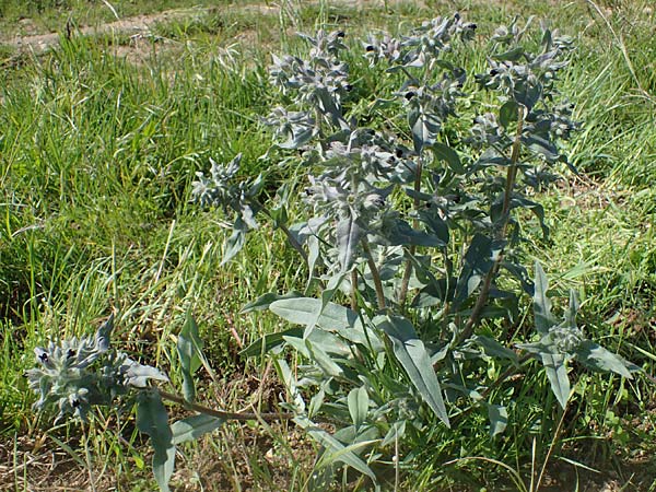 Nonea pulla \ Braunes M�nchskraut / Brown Nonea, D Gr&uuml;nstadt-Asselheim 28.5.2021
