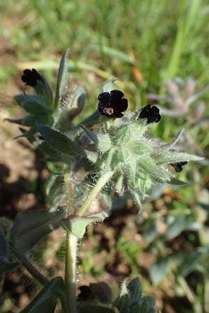 Nonea pulla \ Braunes M�nchskraut / Brown Nonea, D Gr&uuml;nstadt-Asselheim 28.5.2021
