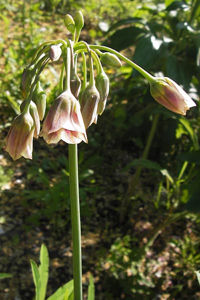 Allium siculum \ Sizilianischer Honig-Lauch, D  8.6.2013