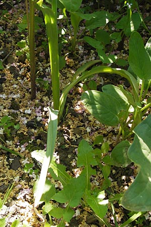 Allium siculum \ Sizilianischer Honig-Lauch, D  8.6.2013