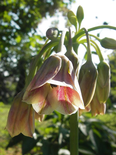 Allium siculum \ Sizilianischer Honig-Lauch, D  8.6.2013