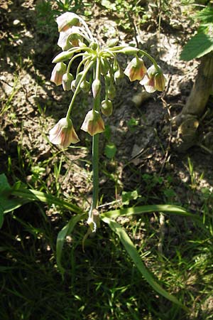 Allium siculum \ Sizilianischer Honig-Lauch, D  8.6.2013