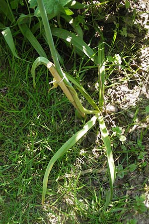 Allium siculum \ Sizilianischer Honig-Lauch, D  8.6.2013