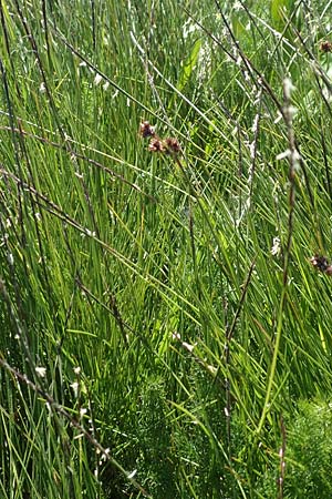 Nardus stricta \ Borst-Gras, D Schwarzwald, Feldberg 10.7.2016