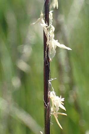 Nardus stricta \ Borst-Gras, D Schwarzwald, Feldberg 10.7.2016