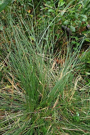 Nardus stricta \ Borst-Gras, D Odenwald, Mossautal 14.10.2023