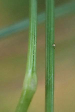 Nardus stricta \ Borst-Gras, D Odenwald, Mossautal 14.10.2023
