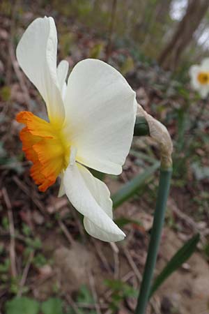 Narcissus x incomparabilis, Non-Such Daffodil