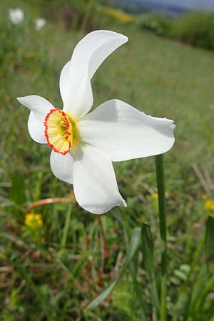 Narcissus poeticus, Dichter-Narzisse, Wei&szlig;e Narzisse