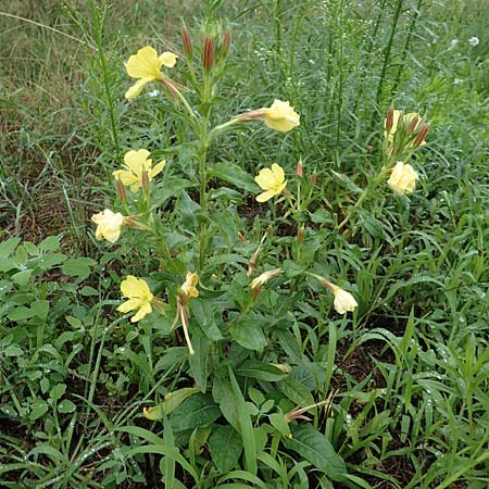 Oenothera x albivelutina \ Wei�schleier-Nachtkerze / White Veil Evening Primrose, D Jugenheim an der Bergstra&szlig;e 25.7.2017