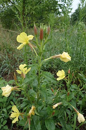 Oenothera x albivelutina \ Wei�schleier-Nachtkerze / White Veil Evening Primrose, D Jugenheim an der Bergstra&szlig;e 25.7.2017