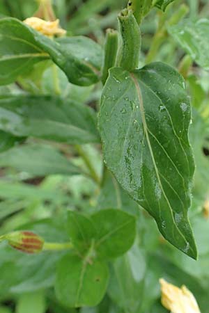 Oenothera x albivelutina \ Wei�schleier-Nachtkerze / White Veil Evening Primrose, D Jugenheim an der Bergstra&szlig;e 25.7.2017