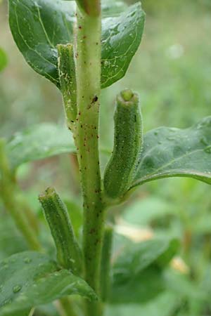 Oenothera x albivelutina \ Wei�schleier-Nachtkerze / White Veil Evening Primrose, D Jugenheim an der Bergstra&szlig;e 25.7.2017