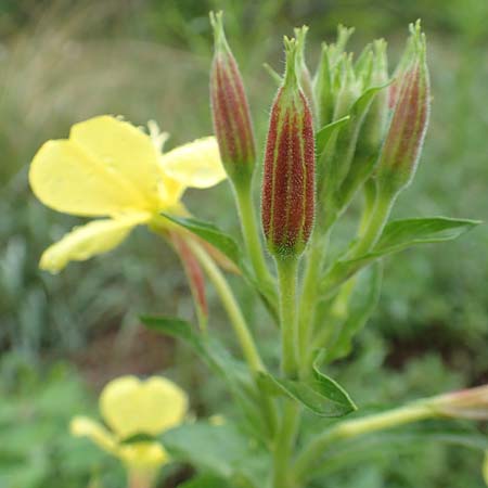 Oenothera x albivelutina \ Wei�schleier-Nachtkerze / White Veil Evening Primrose, D Jugenheim an der Bergstra&szlig;e 25.7.2017