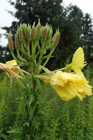 Oenothera x albivelutina \ Wei�schleier-Nachtkerze / White Veil Evening Primrose, D Jugenheim an der Bergstra&szlig;e 25.7.2017