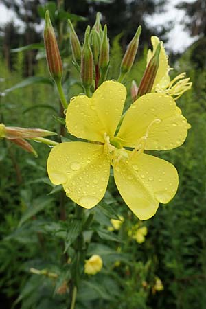 Oenothera x albivelutina \ Wei�schleier-Nachtkerze / White Veil Evening Primrose, D Jugenheim an der Bergstra&szlig;e 25.7.2017