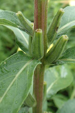Oenothera x albivelutina \ Wei�schleier-Nachtkerze / White Veil Evening Primrose, D Jugenheim an der Bergstra&szlig;e 25.7.2017