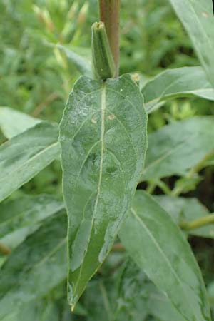 Oenothera x albivelutina \ Wei�schleier-Nachtkerze / White Veil Evening Primrose, D Jugenheim an der Bergstra&szlig;e 25.7.2017