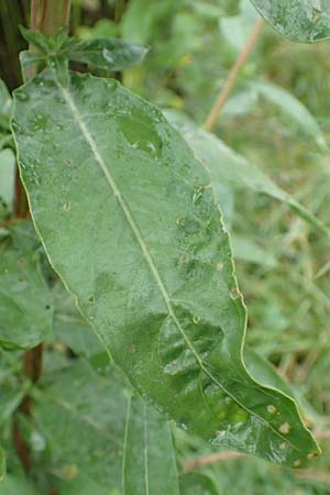 Oenothera x albivelutina \ Wei�schleier-Nachtkerze / White Veil Evening Primrose, D Jugenheim an der Bergstra&szlig;e 25.7.2017