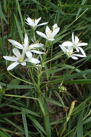 Ornithogalum angustifolium, Schmalbl&auml;ttriger Milchstern