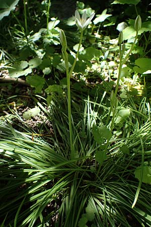 Ornithogalum angustifolium, Narrow-Leaved Star of Bethlehem