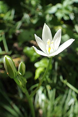 Ornithogalum angustifolium, Narrow-Leaved Star of Bethlehem