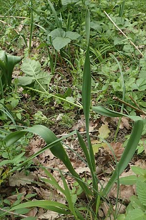 Ornithogalum brevistylum \ Kurzgriffeliger Milchstern / Pyramidal Star of Bethlehem, D Weinheim an der Bergstra&szlig;e 29.4.2019