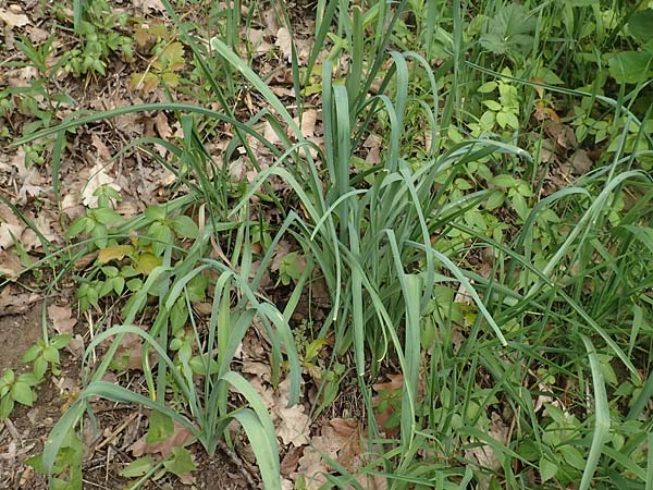 Ornithogalum brevistylum \ Kurzgriffeliger Milchstern / Pyramidal Star of Bethlehem, D Weinheim an der Bergstra&szlig;e 29.4.2019
