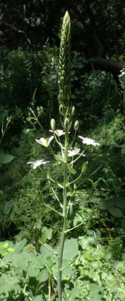 Ornithogalum brevistylum \ Kurzgriffeliger Milchstern / Pyramidal Star of Bethlehem, D Weinheim an der Bergstra&szlig;e 16.6.2022